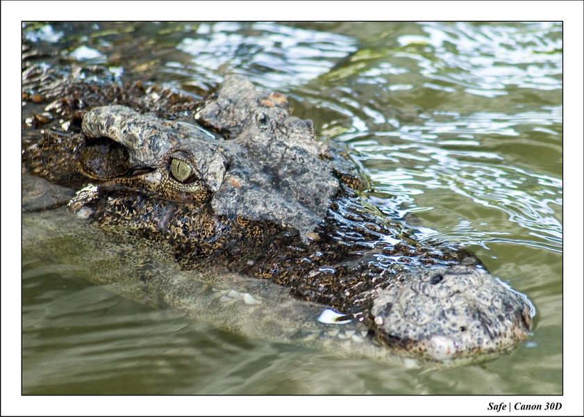 2006 - 08 - Pattaya - Crocodile farm 15